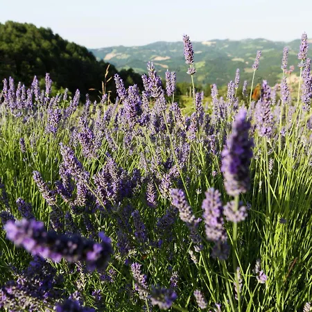 Luxurious In Tuscany With Pool Villa Tredozio